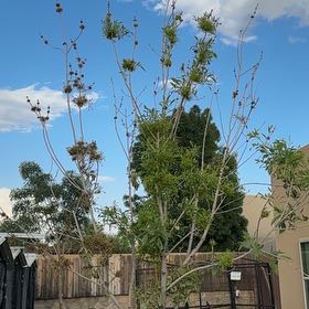 Photo of the plant species Arizona Ash by @ModelPeanut43 named Sanders on Greg, the plant care app
