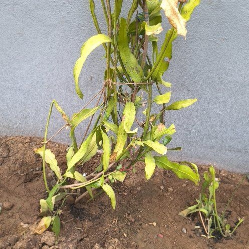 Photo of the plant species Willow Weed by @KindMoonwort63 named Robert Plant on Greg, the plant care app