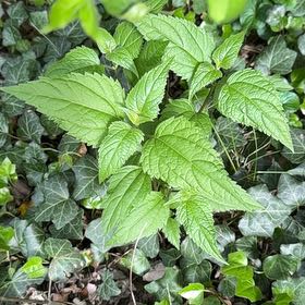 Photo of the plant species Richweed by @GoldenPersia2 named Lola on Greg, the plant care app