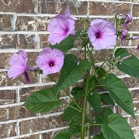 Photo of the plant species Bush Morning Glory by @BestSucc76 named Xena on Greg, the plant care app