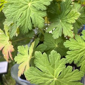 Photo of the plant species Bigroot Geranium by @GoldenElkclover named Anne on Greg, the plant care app
