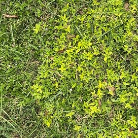 Photo of the plant species Virginia Buttonweed by @FabHoyarosita74 named Aristotle on Greg, the plant care app