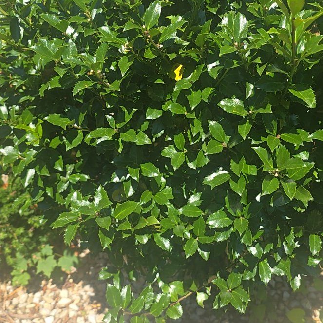 Photo of the plant species Kermes Oak by @ExactDevilsclaw named Nithin on Greg, the plant care app