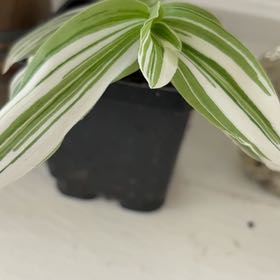 Photo of the plant species Tradescantia 'Sanna' by @LordHeather62 named Foxxy on Greg, the plant care app