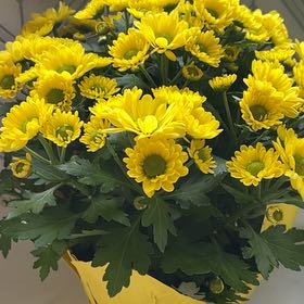 Photo of the plant species Crown Daisy by @IntenselyBarley named Homer on Greg, the plant care app