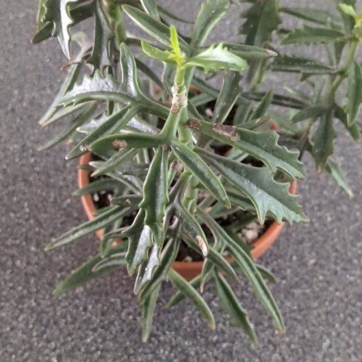 Photo of the plant species Kalanchoe 'Spider' by @BeamingBlinks10 named Gaga on Greg, the plant care app
