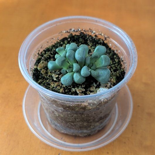 Photo of the plant species Living Stone by @BeamingBlinks10 named McKinley on Greg, the plant care app
