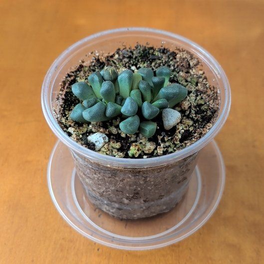 Photo of the plant species Living Stone by @BeamingBlinks10 named Tolkien on Greg, the plant care app