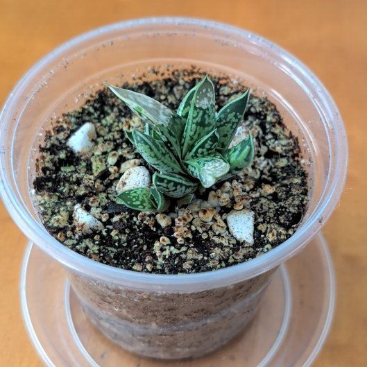 Photo of the plant species Dwarf Gasteria by @BeamingBlinks10 named Bigleef Smalls on Greg, the plant care app