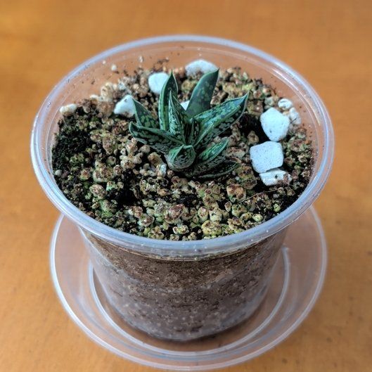 Photo of the plant species Dwarf Gasteria by @BeamingBlinks10 named Figyonce on Greg, the plant care app