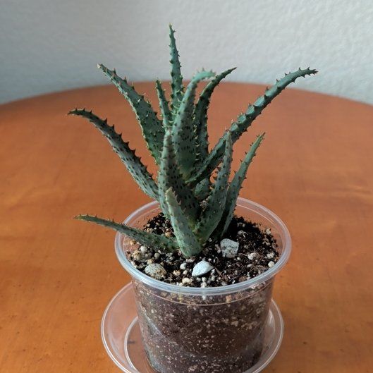 Photo of the plant species Aloe 'Purple People Eater' by @BeamingBlinks10 named Messi on Greg, the plant care app