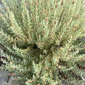 Photo of the plant species Lavandula Pedunculata by @LavishHaworthia named Michelle Branch on Greg, the plant care app