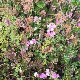 Photo of the plant species Jointed Woodsorrel by @LavishHaworthia named Xena on Greg, the plant care app