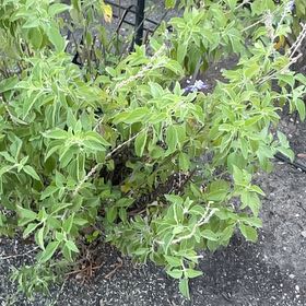 Photo of the plant species Greek Oregano by @LavishHaworthia named Nemo on Greg, the plant care app