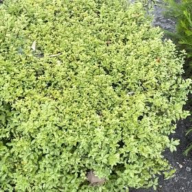 Photo of the plant species Water Cress by @LavishHaworthia named Kesha on Greg, the plant care app