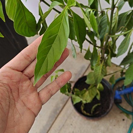 Photo of the plant species Chacruna by @PrimalGuavatree named Captain Plant-it on Greg, the plant care app
