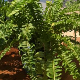 Plant care for Tuberous Sword Fern on Greg, the plant care app