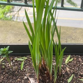 Photo of the plant species Yellow Iris by @rchl named Russell on Greg, the plant care app