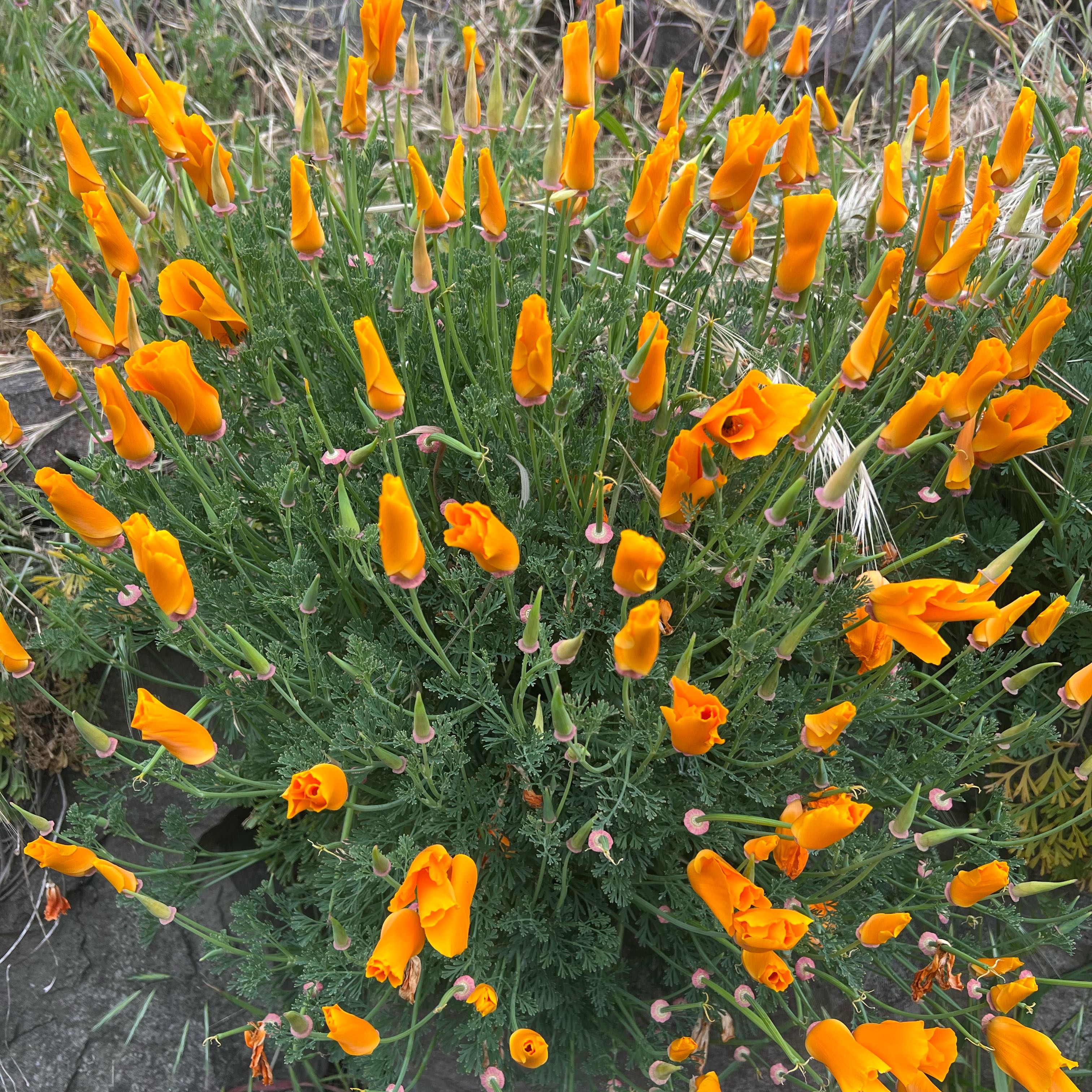 Photo of the plant species California Poppy by @rchl named Beyonce on Greg, the plant care app