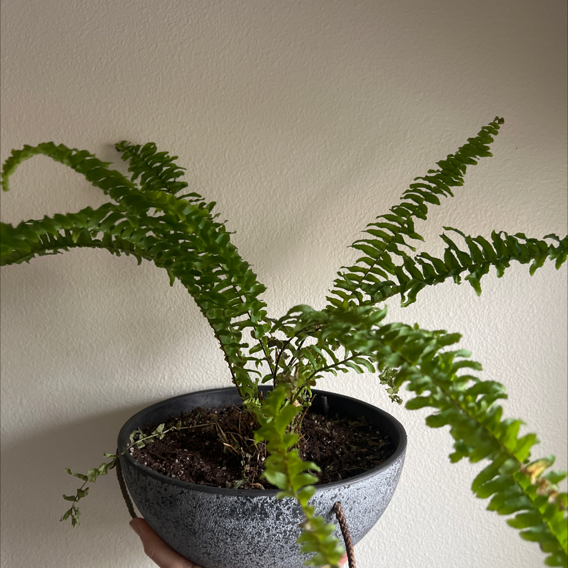 Photo of the plant species Ariane Boston Fern by @rchl named Denali on Greg, the plant care app
