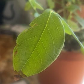 Photo of the plant species Highbush Blueberry 'Jersey' by @RadWasabi36 named Blu Cantrell on Greg, the plant care app