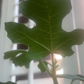 Photo of the plant species Hardy Fig Tree by @RadWasabi36 named Newton on Greg, the plant care app
