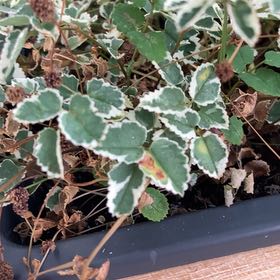 Photo of the plant species Salad Burnet by @YoungCowvine17 named Kesha on Greg, the plant care app