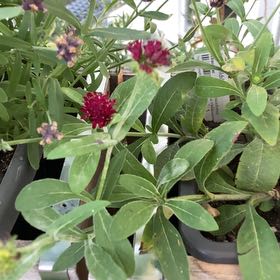 Photo of the plant species Godet's Knautia by @YoungCowvine17 named Zeus on Greg, the plant care app