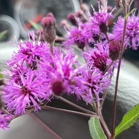 Photo of the plant species New York Ironweed by @DevotedBacopa50 named Nithin on Greg, the plant care app