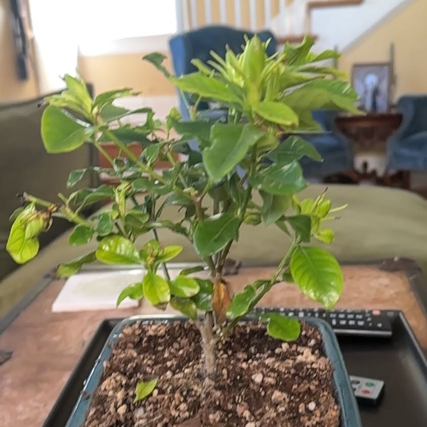 Photo of the plant species Common Gardenia by @FutureDRFM named Forrest on Greg, the plant care app