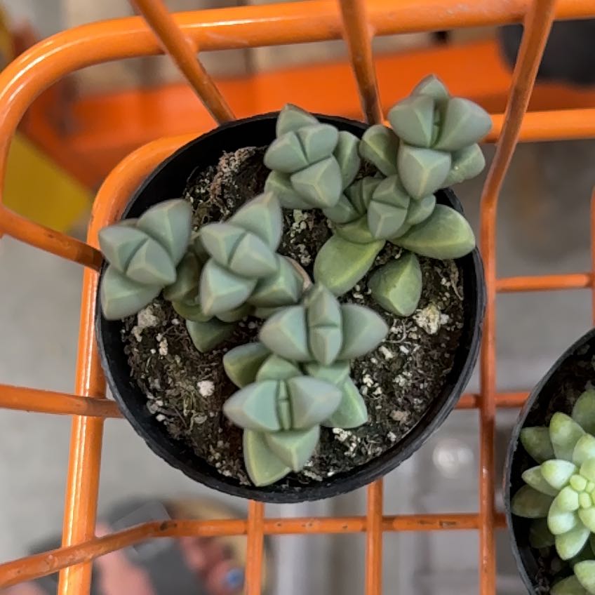 Photo of the plant species Corpuscularia by @NewMitrealoe54 named Luna on Greg, the plant care app
