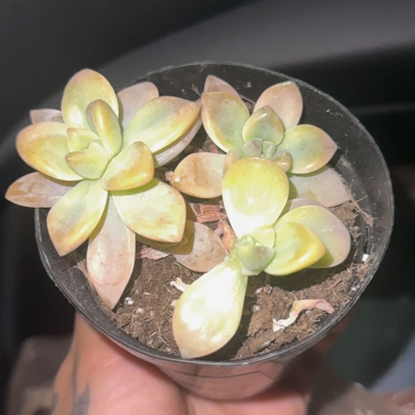 Photo of the plant species Graptopetalum Jester by @ThrivingLithops named Duke on Greg, the plant care app