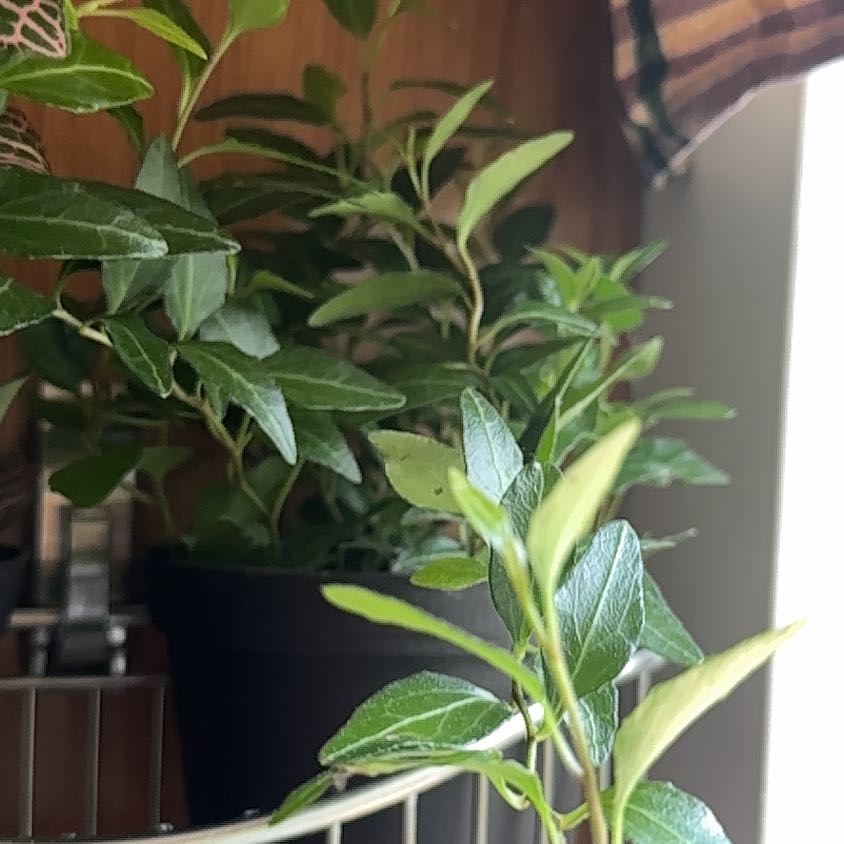 Photo of the plant species Royal Hustler Ivy by @CuteAlbo58 named Austen on Greg, the plant care app