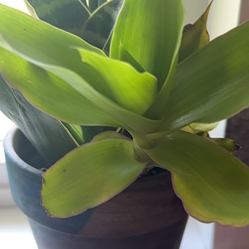 Photo of the plant species Basket Plant by @CuteAlbo58 named Maria on Greg, the plant care app