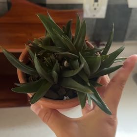 Photo of the plant species Aloe Black Gem by @CuteAlbo58 named Gates on Greg, the plant care app