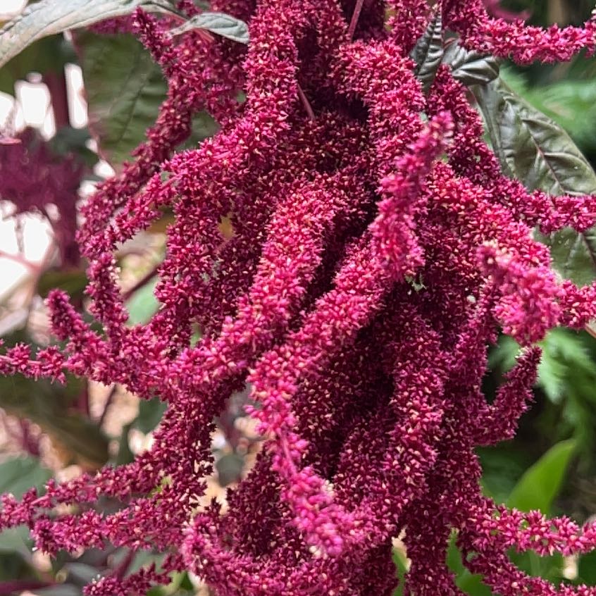 Photo of the plant species Kiwicha by @RadCorkoak33 named Fernie Mac on Greg, the plant care app