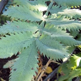 Photo of the plant species Wild Parsnip by @RadCorkoak33 named Kendall on Greg, the plant care app