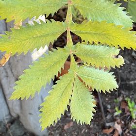 Photo of the plant species European Mountain Ash by @RadCorkoak33 named Delilah on Greg, the plant care app