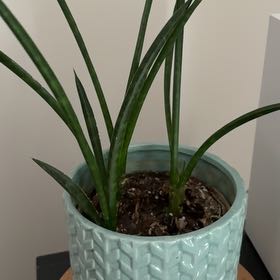 Photo of the plant species Sanseveria fernwood by @Sunspot named Forrest-Living Room on Greg, the plant care app