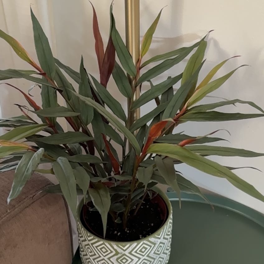 Photo of the plant species Red Rubin by @Sunspot named Fernie Saunders on Greg, the plant care app