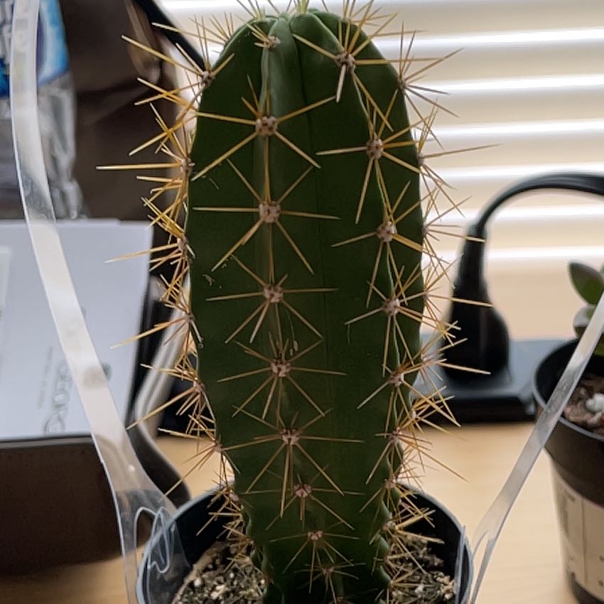 Photo of the plant species Lemaireocereus chende by @HarmlessChamise named Dick on Greg, the plant care app