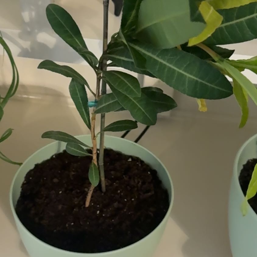 Plant care for Bacupari on Greg, the plant care app