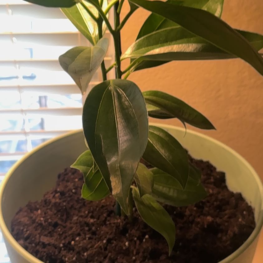 Photo of the plant species Cinnamon by @RoundWhitefir89 named Sigmund on Greg, the plant care app