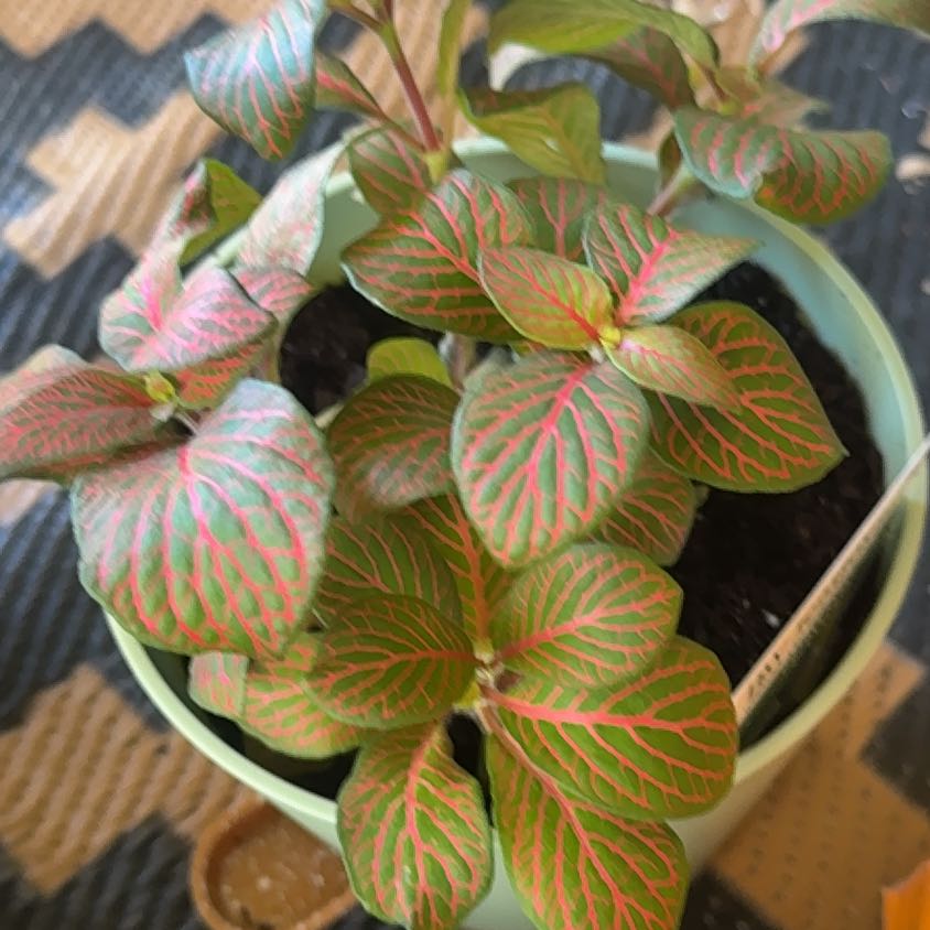 Photo of the plant species Nerve Plant by @RoundWhitefir89 named Tolkien on Greg, the plant care app