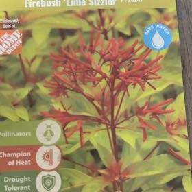 Photo of the plant species Lime Sizzler Firebush by @FastScaldweed11 named Walt on Greg, the plant care app