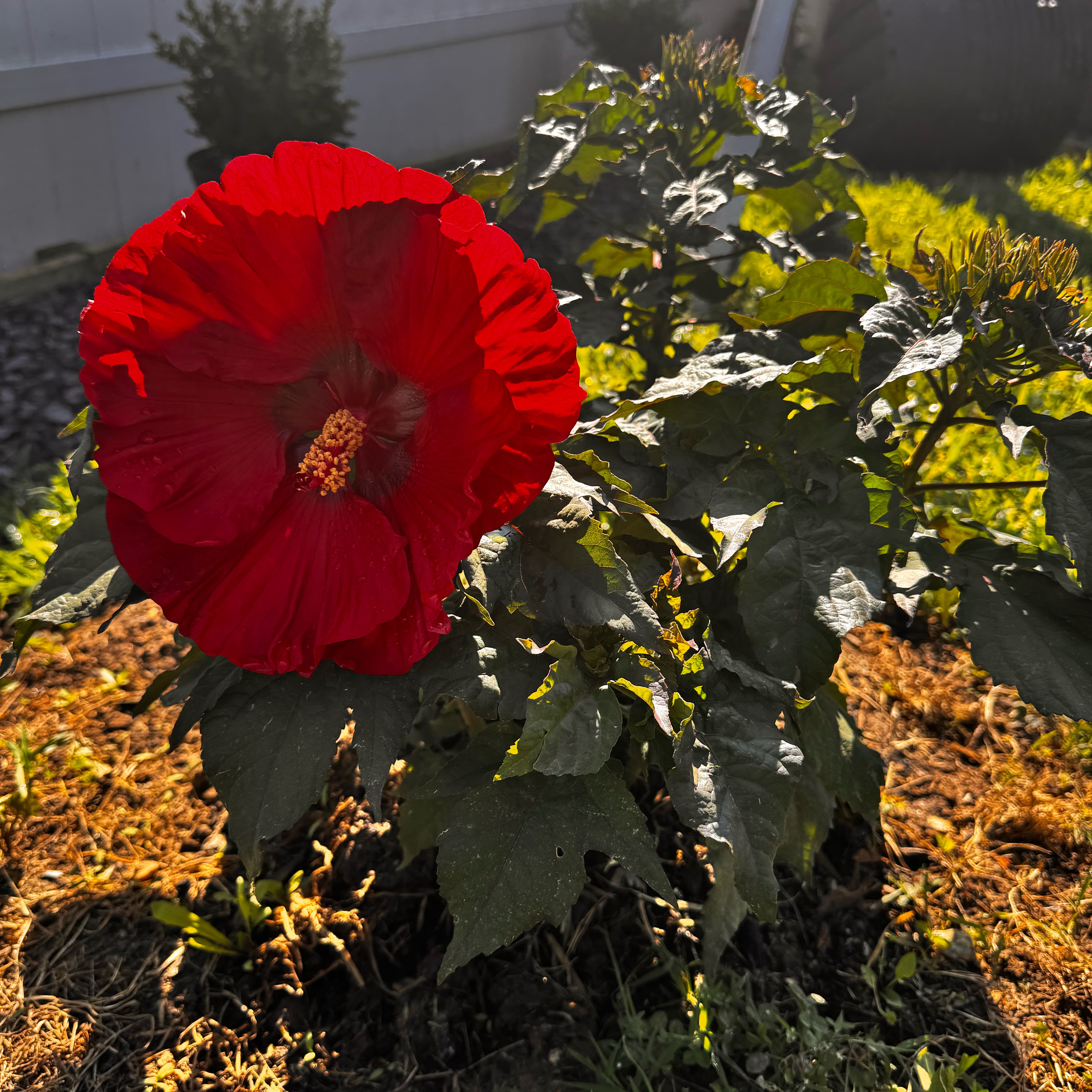 Photo of the plant species Hibiscus 'Summerific Valentine's Crush' by @PoisedBaywillow named Summerific Valentines on Greg, the plant care app