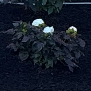 Photo of the plant species Summerific 'Cookies and Cream' Rose Mallow by @PoisedBaywillow named Cookies and cream on Greg, the plant care app