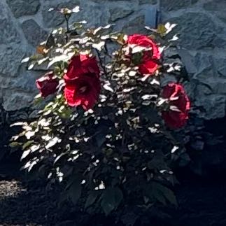 Photo of the plant species Hibiscus 'Summerific Holy Grail' by @PoisedBaywillow named Holy Grail hibiscus on Greg, the plant care app