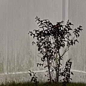 Photo of the plant species Crape Myrtle 'Center Stage Red' by @PoisedBaywillow named Crape on Greg, the plant care app
