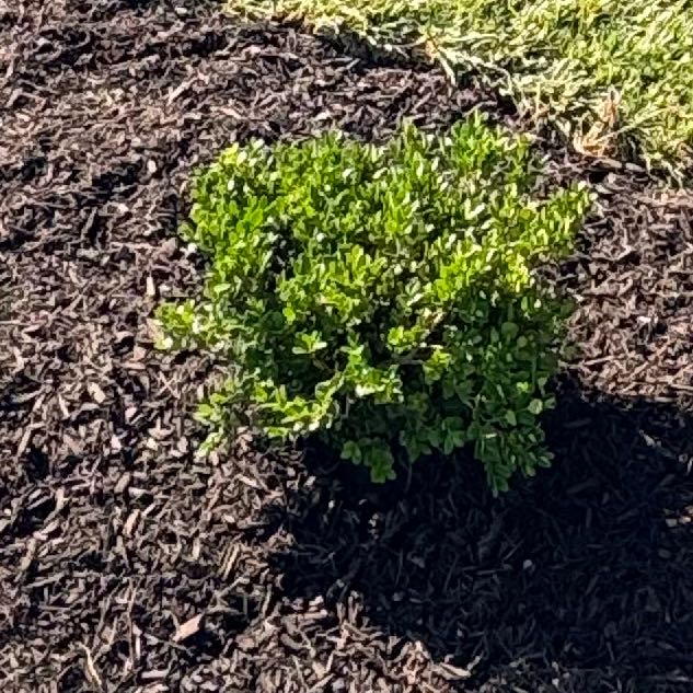 Photo of the plant species Buxus microphylla by @PoisedBaywillow named Little Missy boxwood on Greg, the plant care app